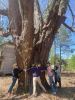 WUUs Hug a Maple Tree, Explore Environmentalism